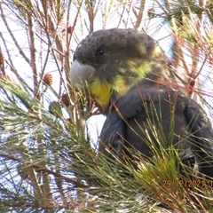 Calyptorhynchus lathami lathami (Glossy Black-Cockatoo) at Marulan, NSW - 29 Dec 2021 by GITM1