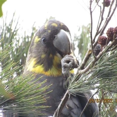 Calyptorhynchus lathami lathami (Glossy Black-Cockatoo) at Marulan, NSW - 25 Jan 2022 by GITM1