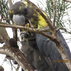 Calyptorhynchus lathami lathami (Glossy Black-Cockatoo) at Marulan, NSW - 1 Feb 2022 by GITM1