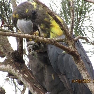 Calyptorhynchus lathami lathami (Glossy Black-Cockatoo) at Marulan, NSW - 1 Feb 2022 by GITM1