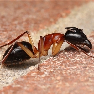 Camponotus nigriceps (Black-headed sugar ant) at Acton, ACT - 18 Oct 2025 by TimL