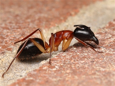 Camponotus nigriceps (Black-headed sugar ant) at Acton, ACT - 18 Oct 2025 by TimL