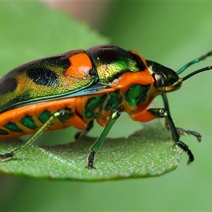 Scutiphora pedicellata (Metallic Jewel Bug) at Acton, ACT - 19 Oct 2025 by TimL
