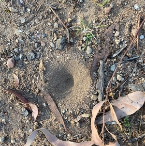 Myrmeleontidae (family) at Broke, NSW - 20 Oct 2025 by RoyP