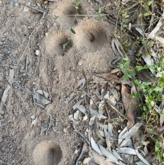 Myrmeleontidae (family) at Broke, NSW - 20 Oct 2025 07:53 AM