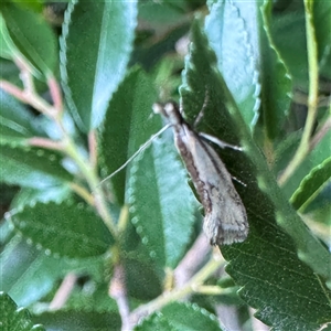 Thema macroscia (A concealer moth) at Russell, ACT - 20 Oct 2025 by Hejor1