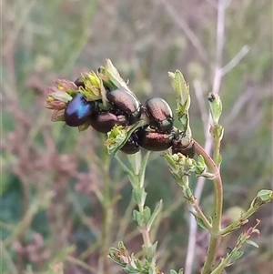 Chrysolina quadrigemina (Greater St Johns Wort beetle) at Bonython, ACT - 19 Oct 2025 by MichaelBedingfield