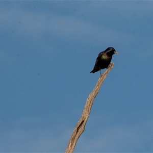 Sturnus vulgaris at Berri, SA - 15 Sep 2025 by AlisonMilton