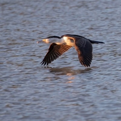 Microcarbo melanoleucos at Berri, SA - 15 Sep 2025 by AlisonMilton