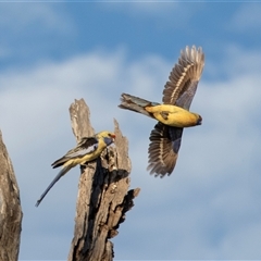 Platycercus elegans flaveolus at Berri, SA - 15 Sep 2025 by AlisonMilton