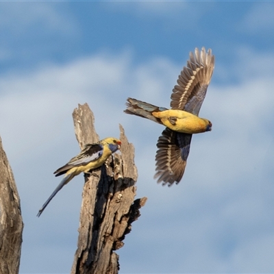 Platycercus elegans flaveolus at Berri, SA - 15 Sep 2025 by AlisonMilton