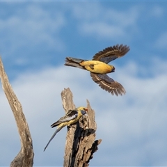 Unverified at suppressed - suppressed