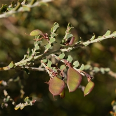 Bossiaea oligosperma (Few-seeded Bossiaea) at Oallen, NSW - 14 Oct 2025 by RobG1