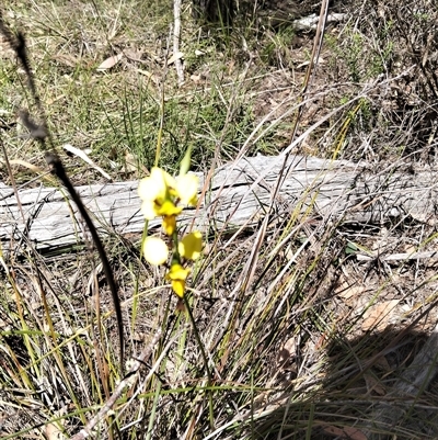 Diuris sulphurea (Tiger Orchid) at Penrose, NSW - 18 Oct 2025 by DrDJDavidJ