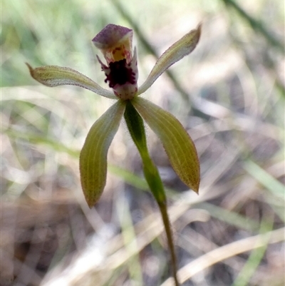 Caladenia transitoria (Green Caps) at  - suppressed by Paul4K