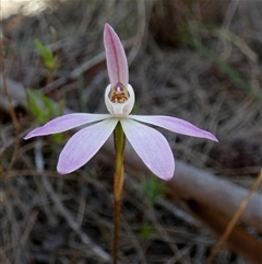 Caladenia fuscata (Dusky Fingers) at Borough, NSW - 15 Oct 2025 by Paul4K