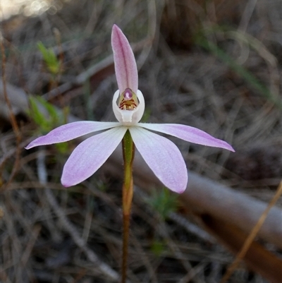 Caladenia fuscata (Dusky Fingers) at Borough, NSW - 15 Oct 2025 by Paul4K