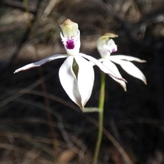 Caladenia moschata (Musky Caps) at Borough, NSW - 15 Oct 2025 by Paul4K