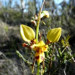 Diuris sulphurea (Tiger Orchid) at Borough, NSW - 15 Oct 2025 by Paul4K