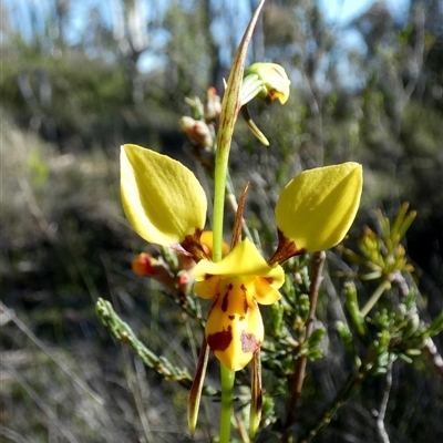Diuris sulphurea (Tiger Orchid) at Borough, NSW - 15 Oct 2025 by Paul4K