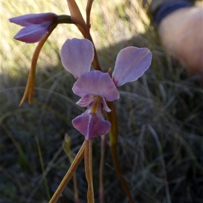 Diuris punctata (Purple Donkey Orchid) at  - suppressed by Paul4K