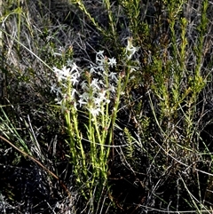 Stackhousia monogyna (Creamy Candles) by Paul4K