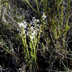 Stackhousia monogyna (Creamy Candles) by Paul4K