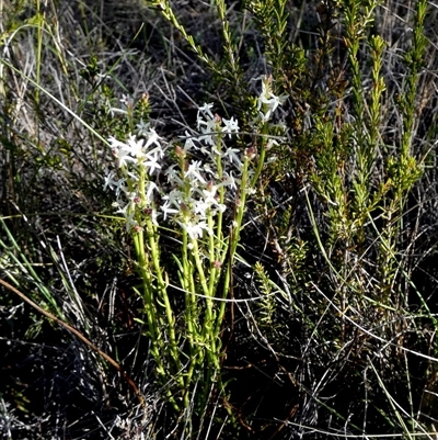 Stackhousia monogyna (Creamy Candles) at  - suppressed by Paul4K