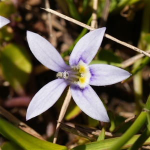 Isotoma fluviatilis subsp. australis (Swamp Isotome) at Lower Borough, NSW - 15 Oct 2025 by RobG1