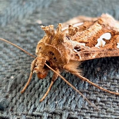 Chrysodeixis argentifera (Tobacco Looper) at Yass River, NSW - 20 Oct 2025 by SenexRugosus