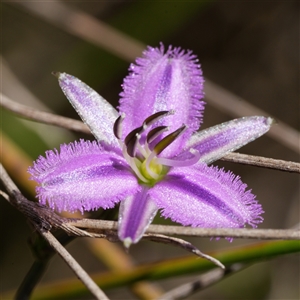 Thysanotus patersonii (Twining Fringe Lily) at Lower Borough, NSW - 15 Oct 2025 by RobG1