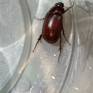 Unverified Scarab beetle (Scarabaeidae) at Canyonleigh, NSW - 19 Oct 2025 by blacksheep