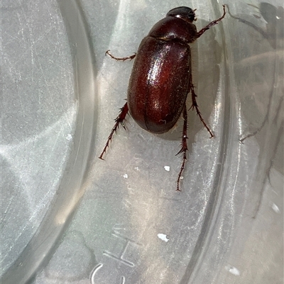 Unverified Scarab beetle (Scarabaeidae) at Canyonleigh, NSW - 19 Oct 2025 by blacksheep