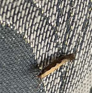 Plutella xylostella (Diamondback Moth) at Canyonleigh, NSW - 19 Oct 2025 by blacksheep