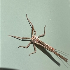 Ephemeroptera (order) (Unidentified Mayfly) at Canyonleigh, NSW - 17 Oct 2025 by blacksheep