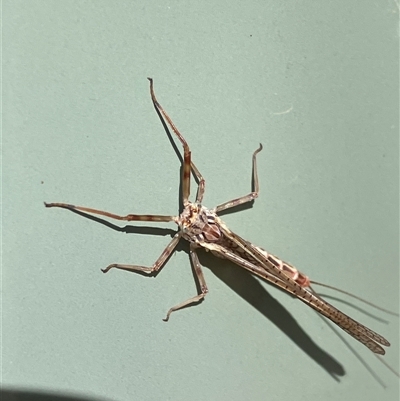 Ephemeroptera (order) (Unidentified Mayfly) at Canyonleigh, NSW - 17 Oct 2025 by blacksheep