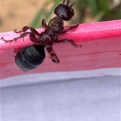 Thynninae (subfamily) (Smooth flower wasp) at Canyonleigh, NSW - 17 Oct 2025 by blacksheep