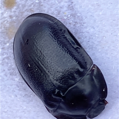 Pterohelaeus striatopunctatus (Darkling beetle) at Canyonleigh, NSW - 17 Oct 2025 by blacksheep