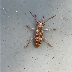 Pempsamacra dispersa (Longhorn beetle) at Canyonleigh, NSW - 17 Oct 2025 by blacksheep