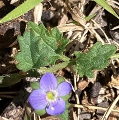 Brunoniella australis at Canyonleigh, NSW - 15 Oct 2025 by blacksheep