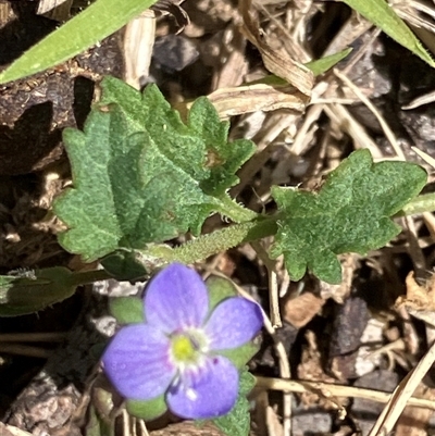 Brunoniella australis at Canyonleigh, NSW - 15 Oct 2025 by blacksheep