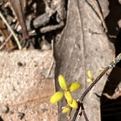 Unverified Other Wildflower or Herb at Canyonleigh, NSW - 15 Oct 2025 by blacksheep