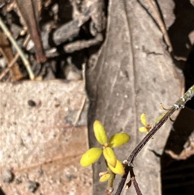 Unverified Other Wildflower or Herb at Canyonleigh, NSW - 15 Oct 2025 by blacksheep