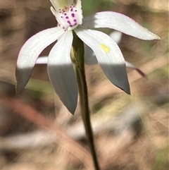 Caladenia moschata (Musky Caps) at Canyonleigh, NSW - 15 Oct 2025 by blacksheep