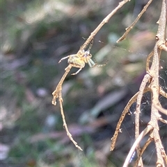 Unverified Orb-weaving spider (several families) at Canyonleigh, NSW - 15 Oct 2025 by blacksheep