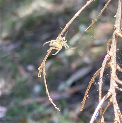 Unverified Orb-weaving spider (several families) at Canyonleigh, NSW - 15 Oct 2025 by blacksheep