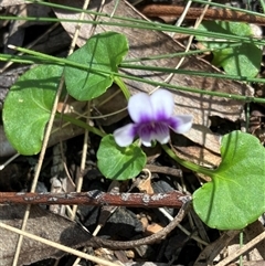 Viola sp. (Violet) at Canyonleigh, NSW - 15 Oct 2025 by blacksheep