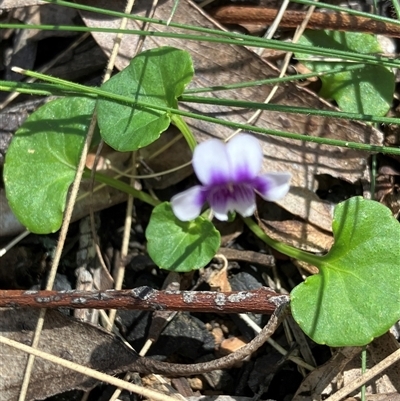 Viola sp. (Violet) at Canyonleigh, NSW - 15 Oct 2025 by blacksheep