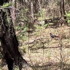 Corcorax melanorhamphos (White-winged Chough) at Canyonleigh, NSW - 15 Oct 2025 by blacksheep