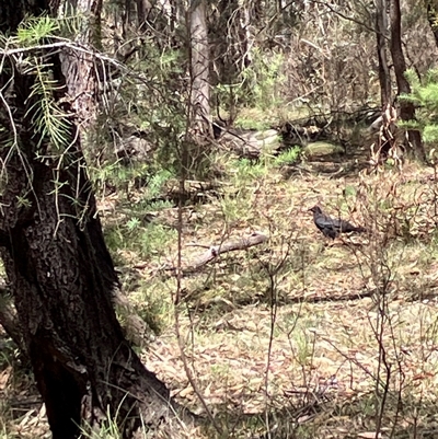Corcorax melanorhamphos (White-winged Chough) at Canyonleigh, NSW - 15 Oct 2025 by blacksheep
